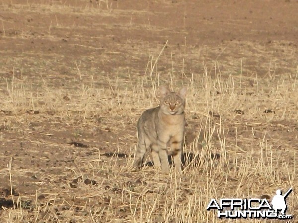 African Wild Cat Namibia