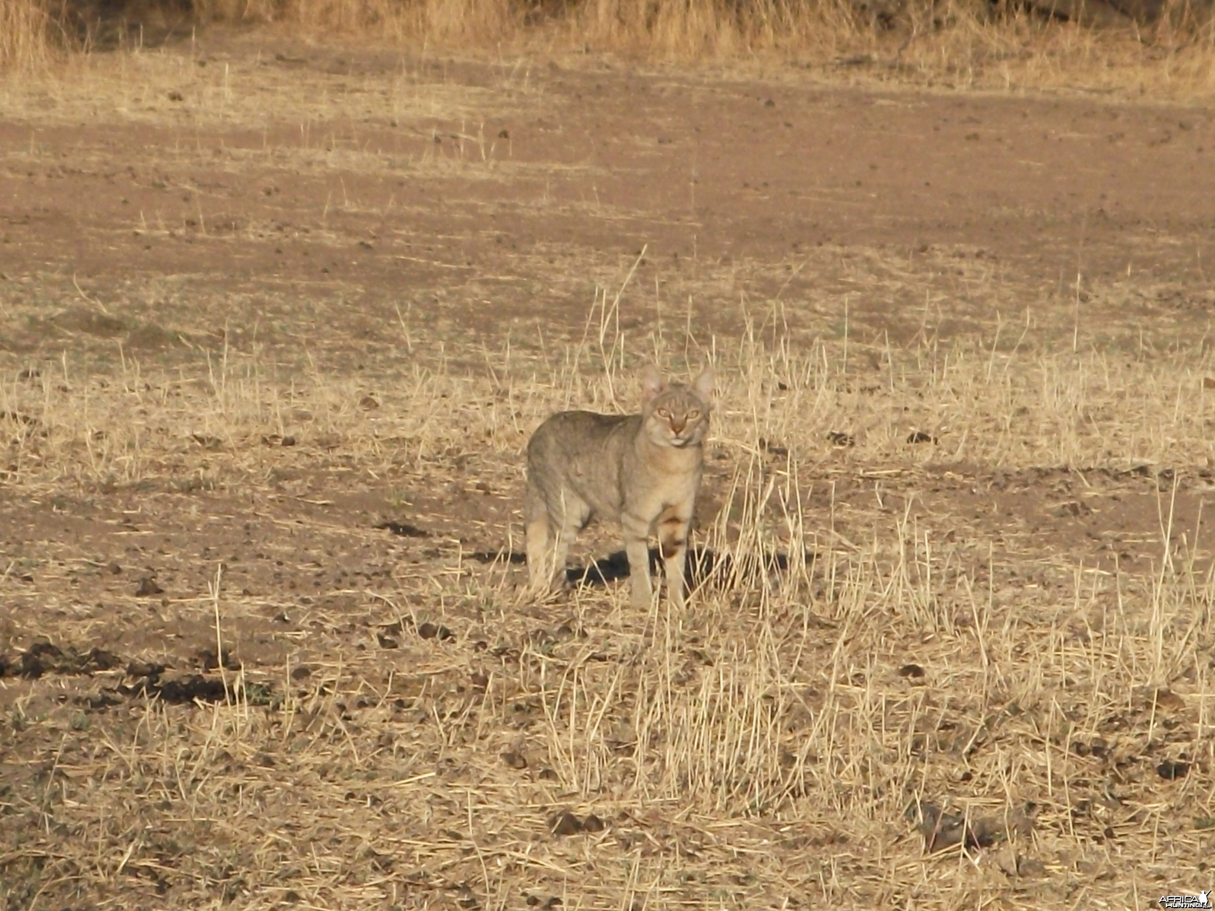 African Wild Cat Namibia