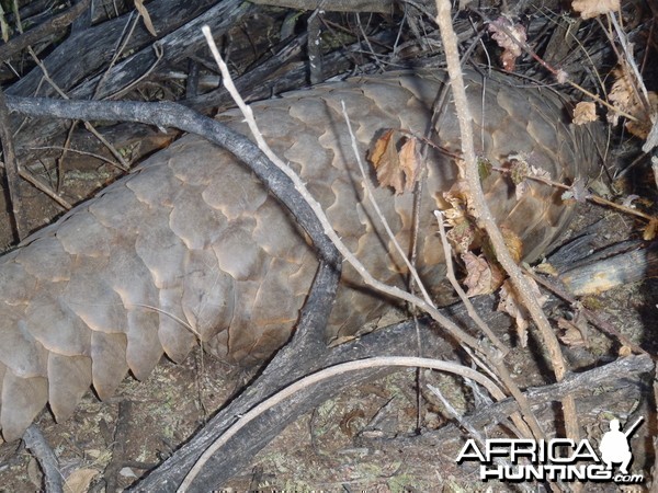 Giant Pangolin Namibia