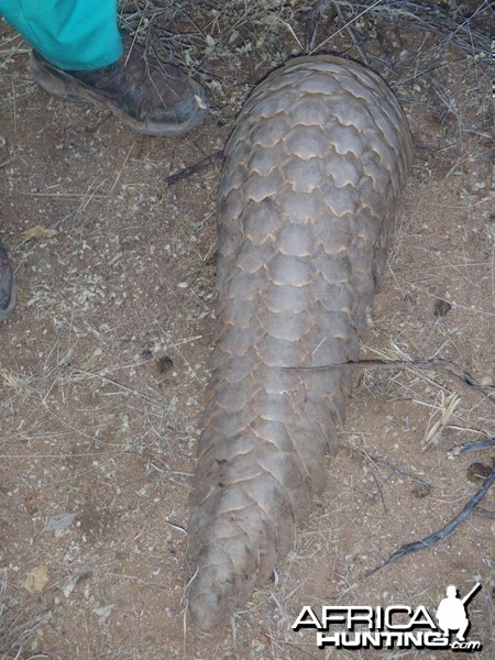 Giant Pangolin Namibia