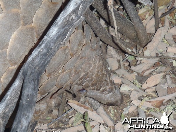 Giant Pangolin Namibia