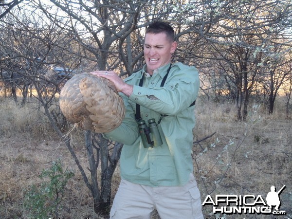 Giant Pangolin Namibia