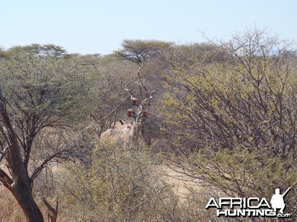 Kudu Bulls Namibia