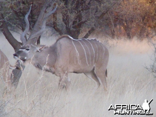 Greater Kudu Rut in Namibia