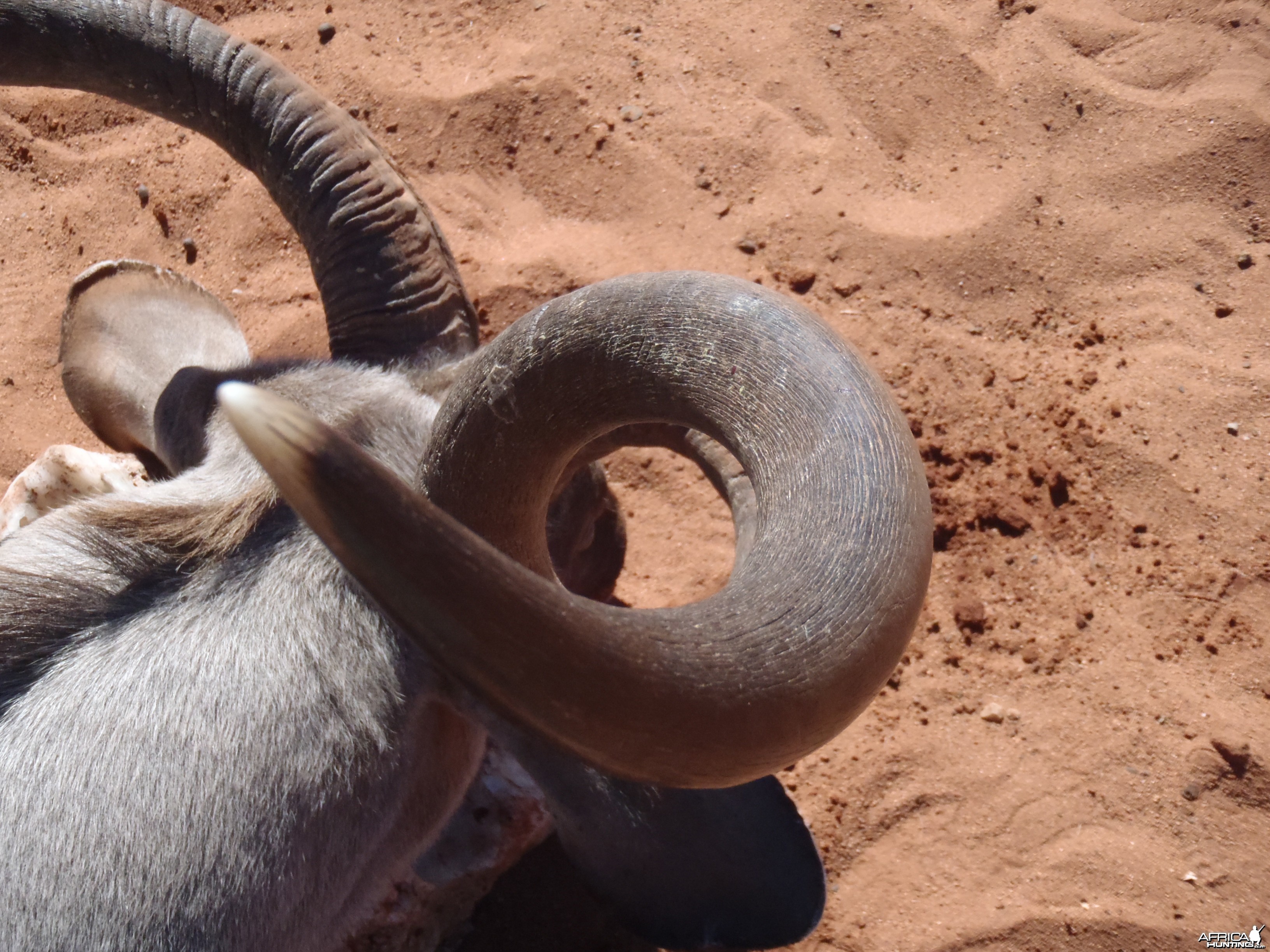 Greater Kudu Horn Top view