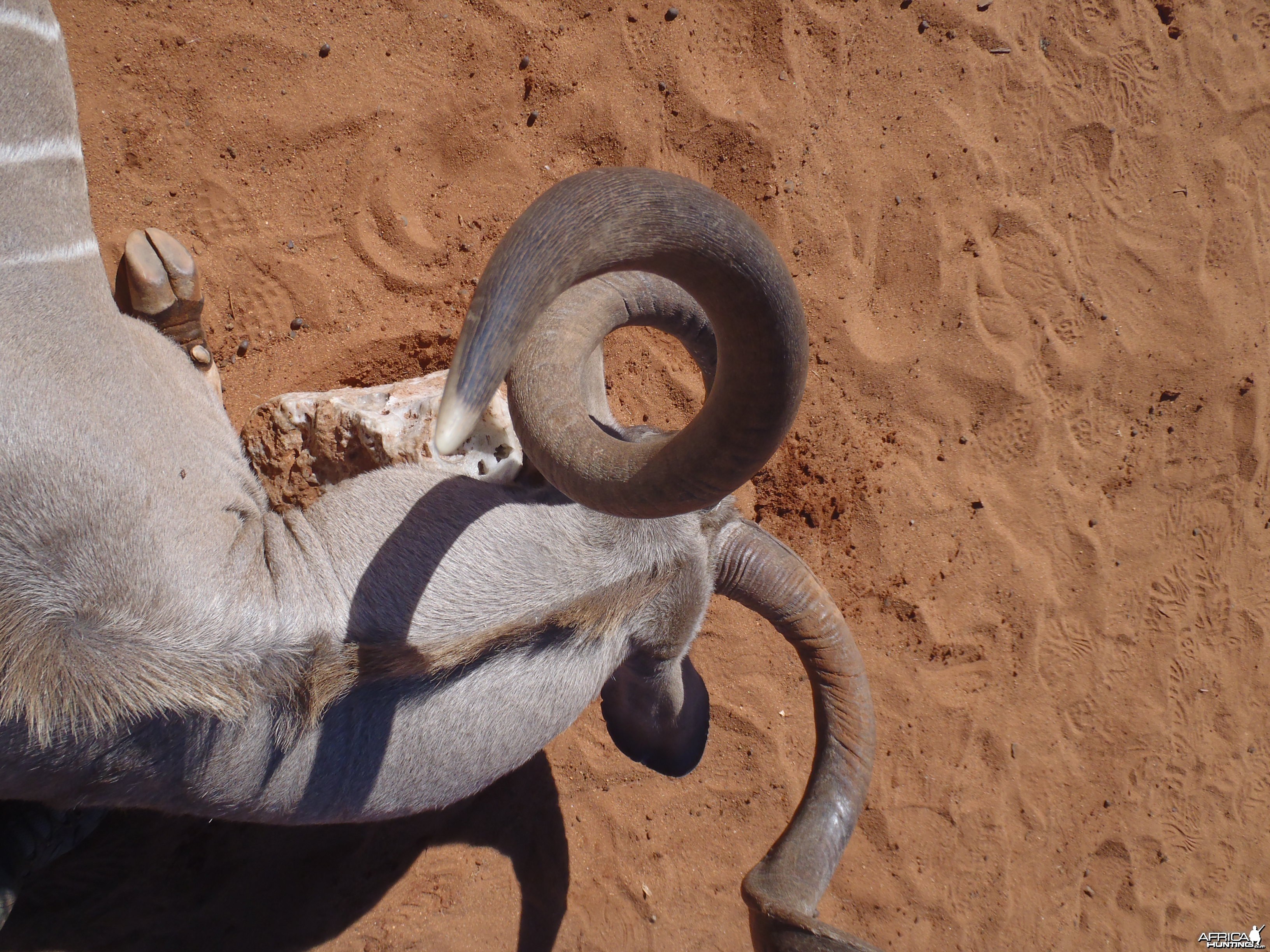 Greater Kudu Horn Top view