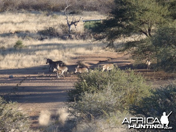 Mountain Zebras Namibia