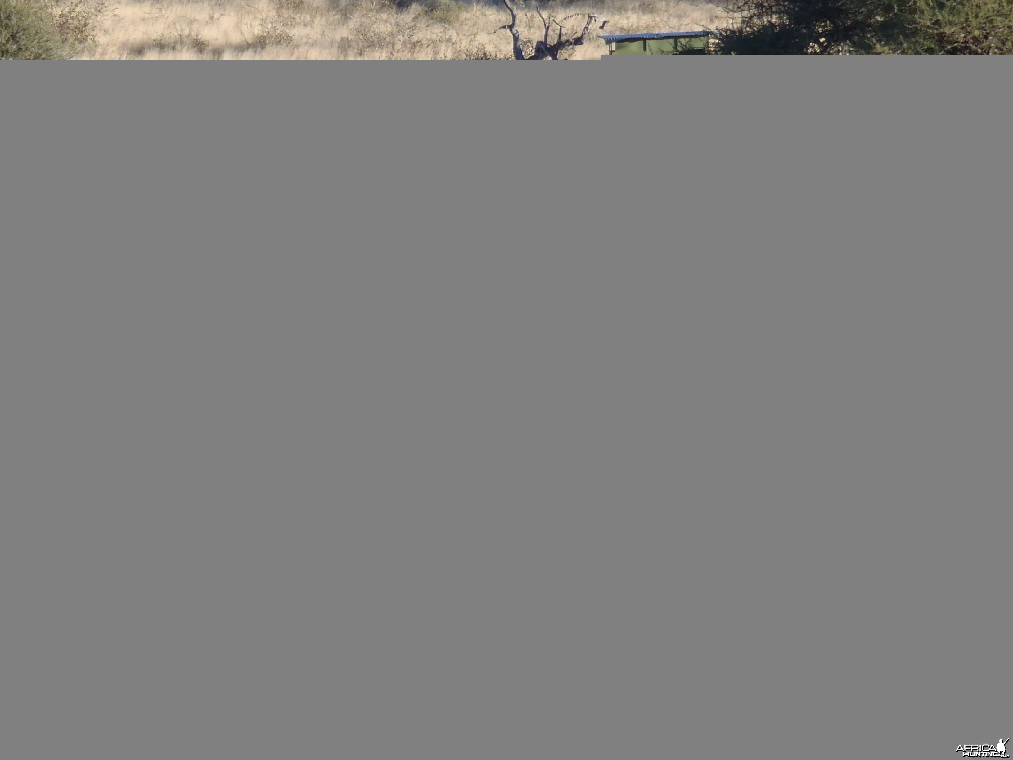 Mountain Zebras Namibia