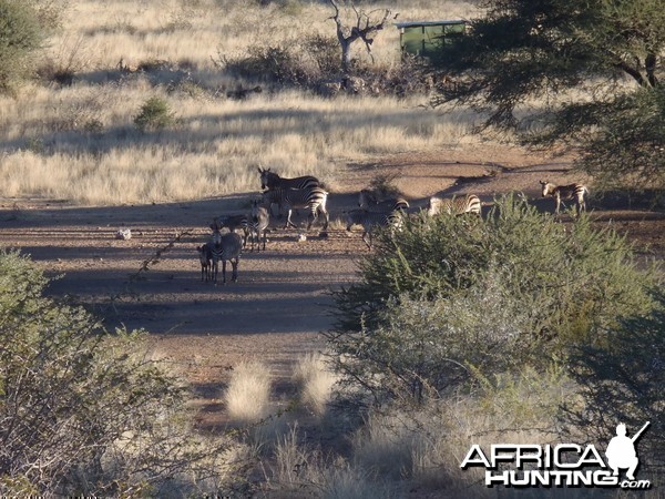 Mountain Zebras Namibia