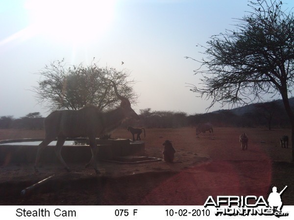 Trail Cam Namibia