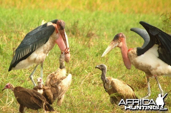 Vultures and Marabous