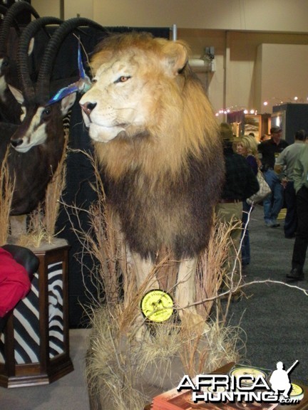 Taxidermy Lion