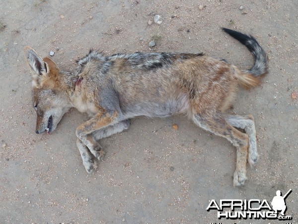 Black-Backed Jackal Namibia