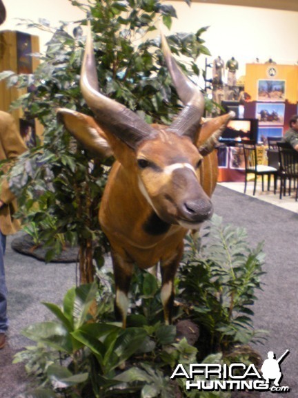 Taxidermy Bongo