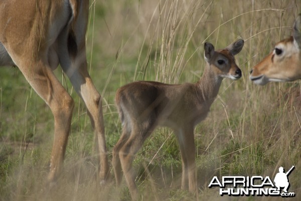 Kob Fawn Uganda