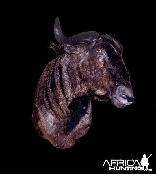 Wildebeest Wall Mount