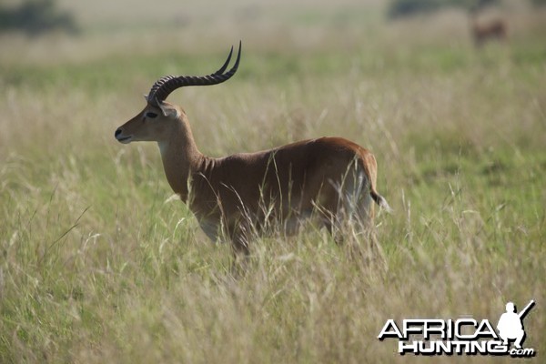 Hunting Kob in Uganda