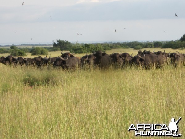 Hunting Nile Buffalo Uganda