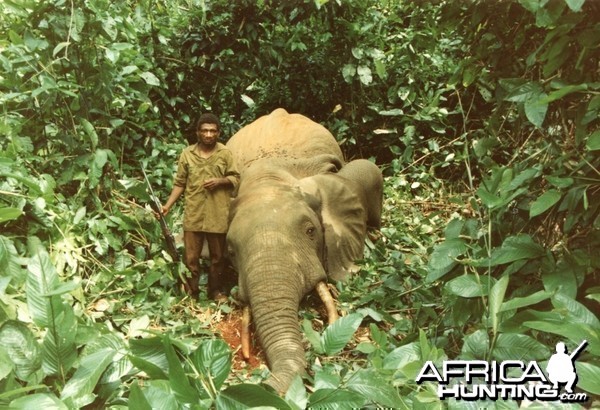 Elephant and Pigmy after a charge in the forest of Cameroon