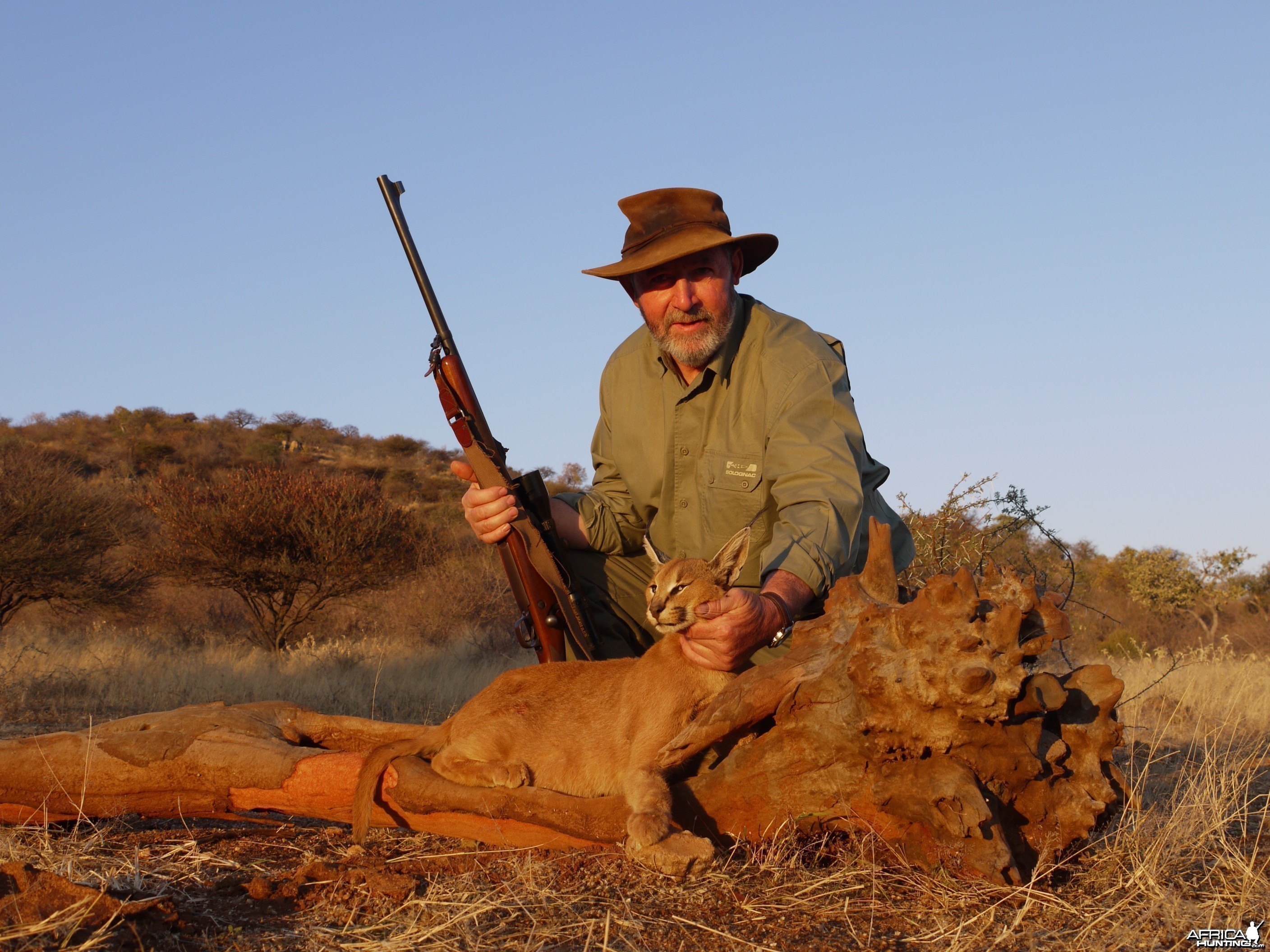 Hunting Caracal in Namibia