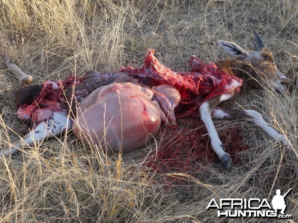 Fresh Cheetah kill of a young Blesbok