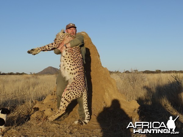 Hunting Cheetah in Namibia