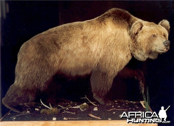 Alaskan Grizzly Bear Mount