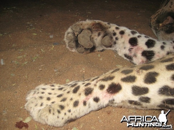 Leopard paw