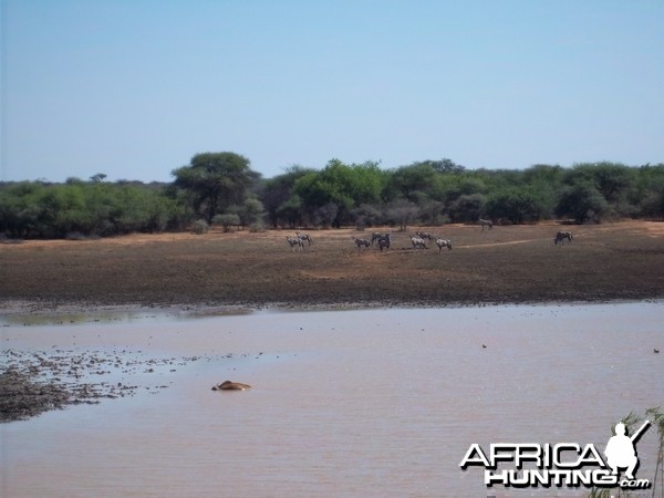 Hunting in Namibia