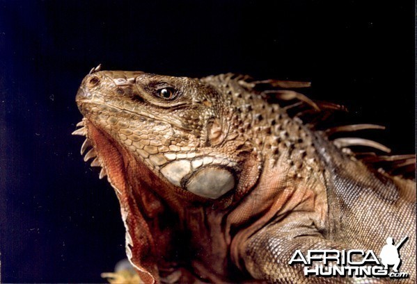 Iguana Mount