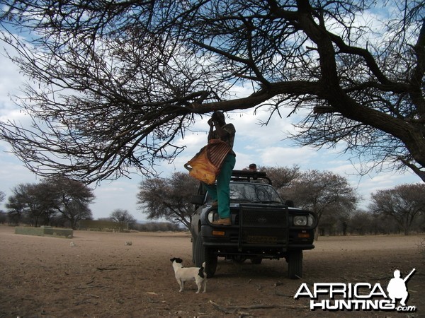 Baiting for Leopard