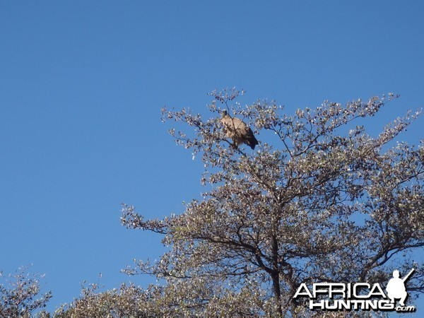 Vulture Namibia