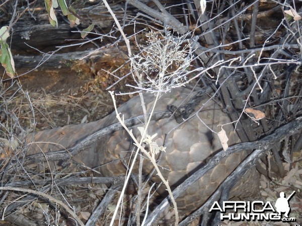 Giant Pangolin Namibia