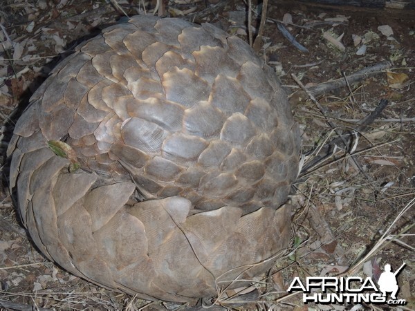 Giant Pangolin Namibia