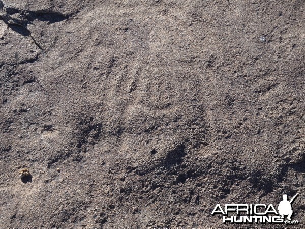 Bushman rock engraving of Lion in Namibia