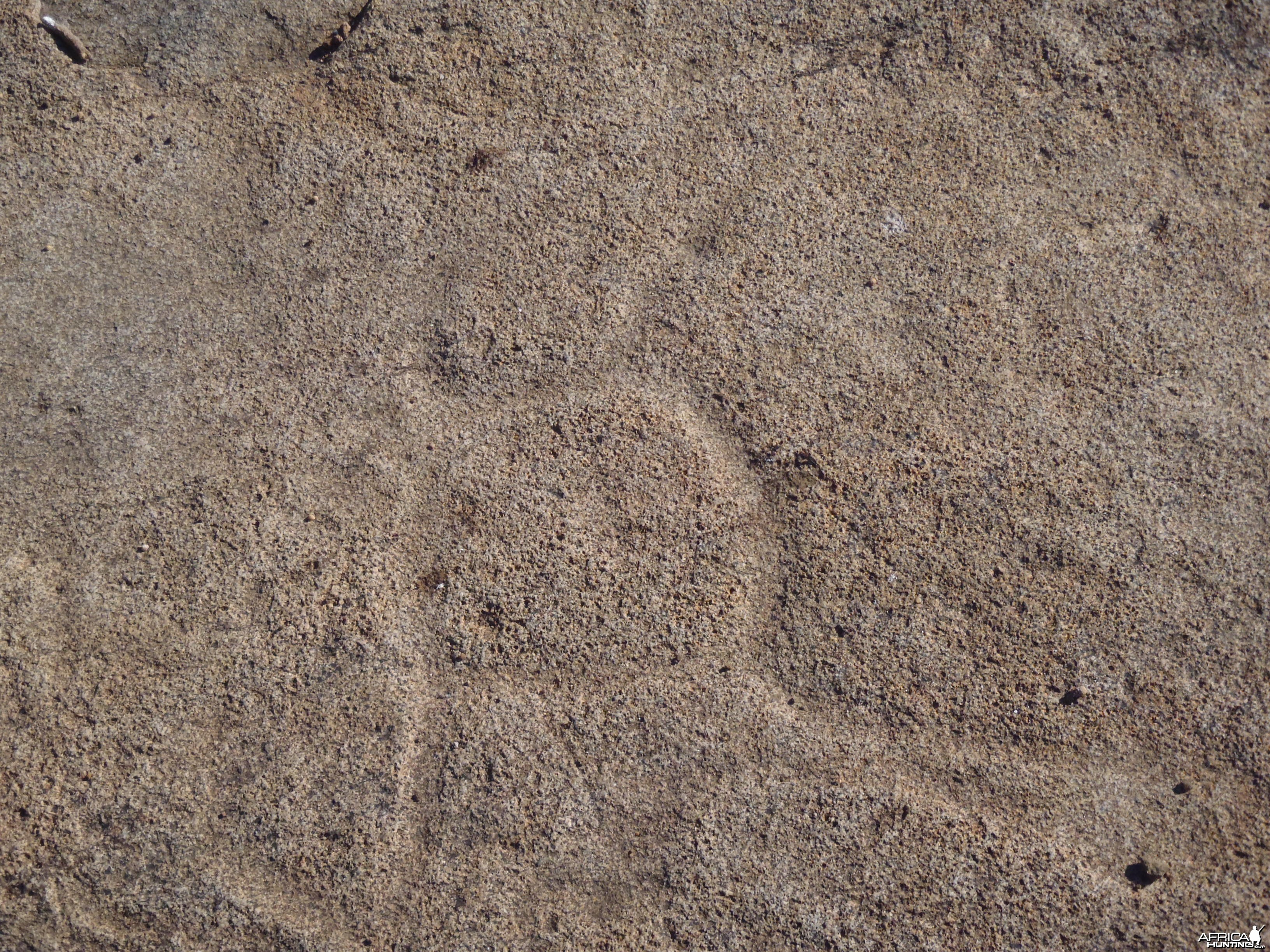 Bushman rock engraving in Namibia