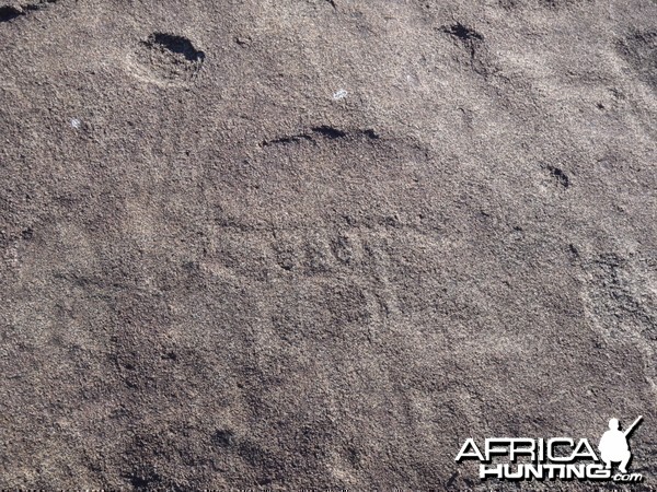 Bushman rock engraving of antelope in Namibia