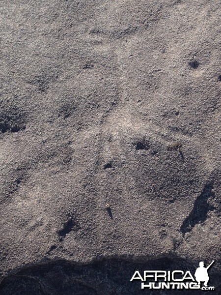 Bushman rock engraving of Giraffe in Namibia