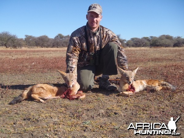Hunting Black-backed Jackal in Namibia