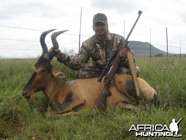 Hunting Red Hartebeest