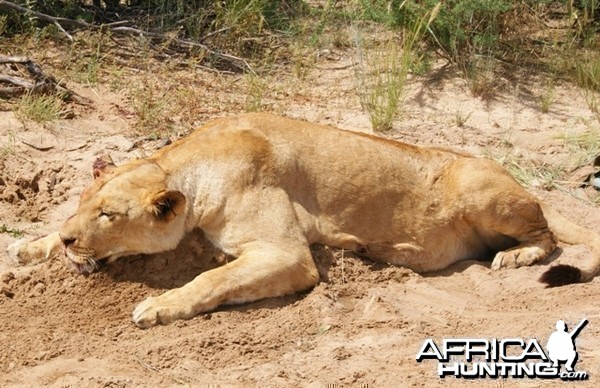 Hunting Lioness with Cheetau Safaris