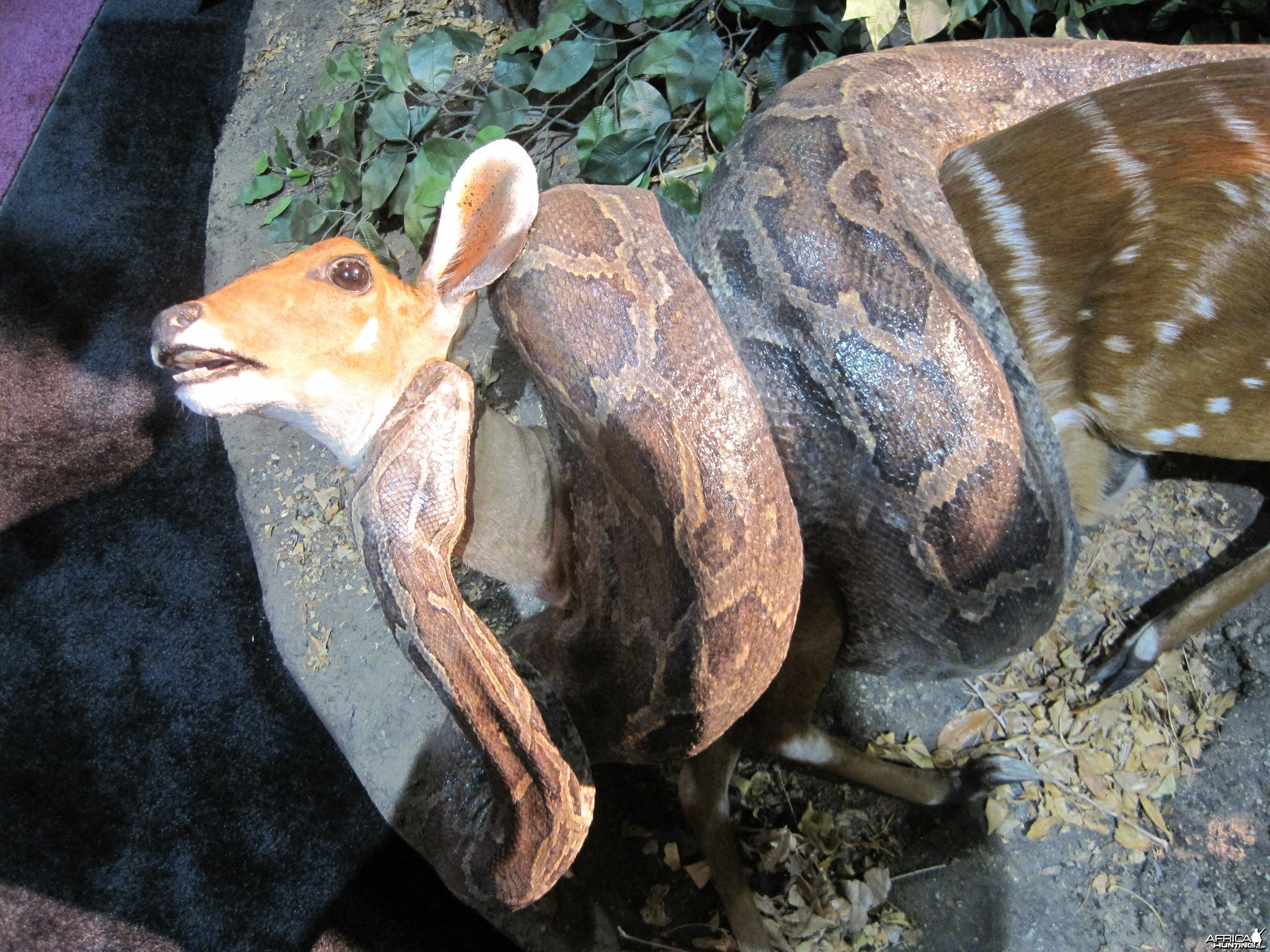 Taxidermy at Safari Club International Convention