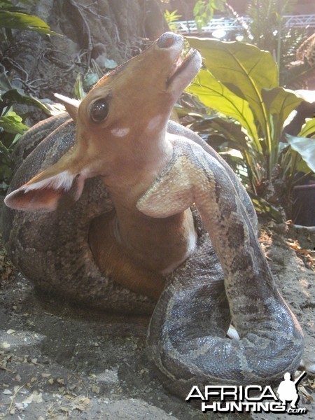 Taxidermy at Safari Club International Convention