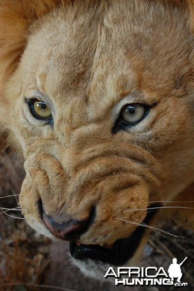 Taxidermy at Safari Club International Convention