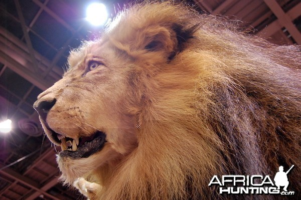 Taxidermy at Safari Club International Convention