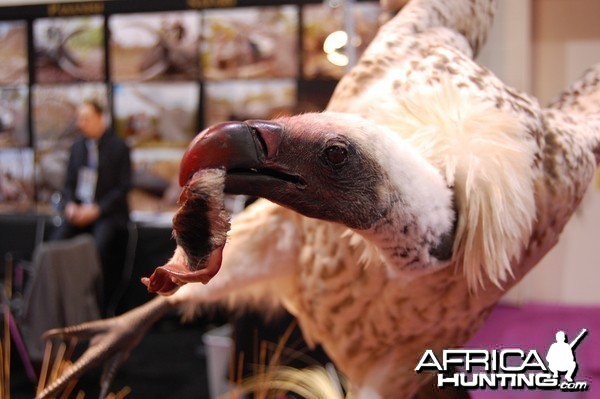 Taxidermy at Safari Club International Convention