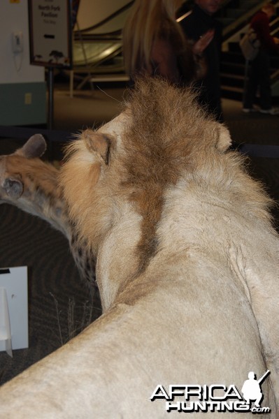 Taxidermy at Safari Club International Convention