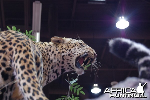 Taxidermy at Safari Club International Convention