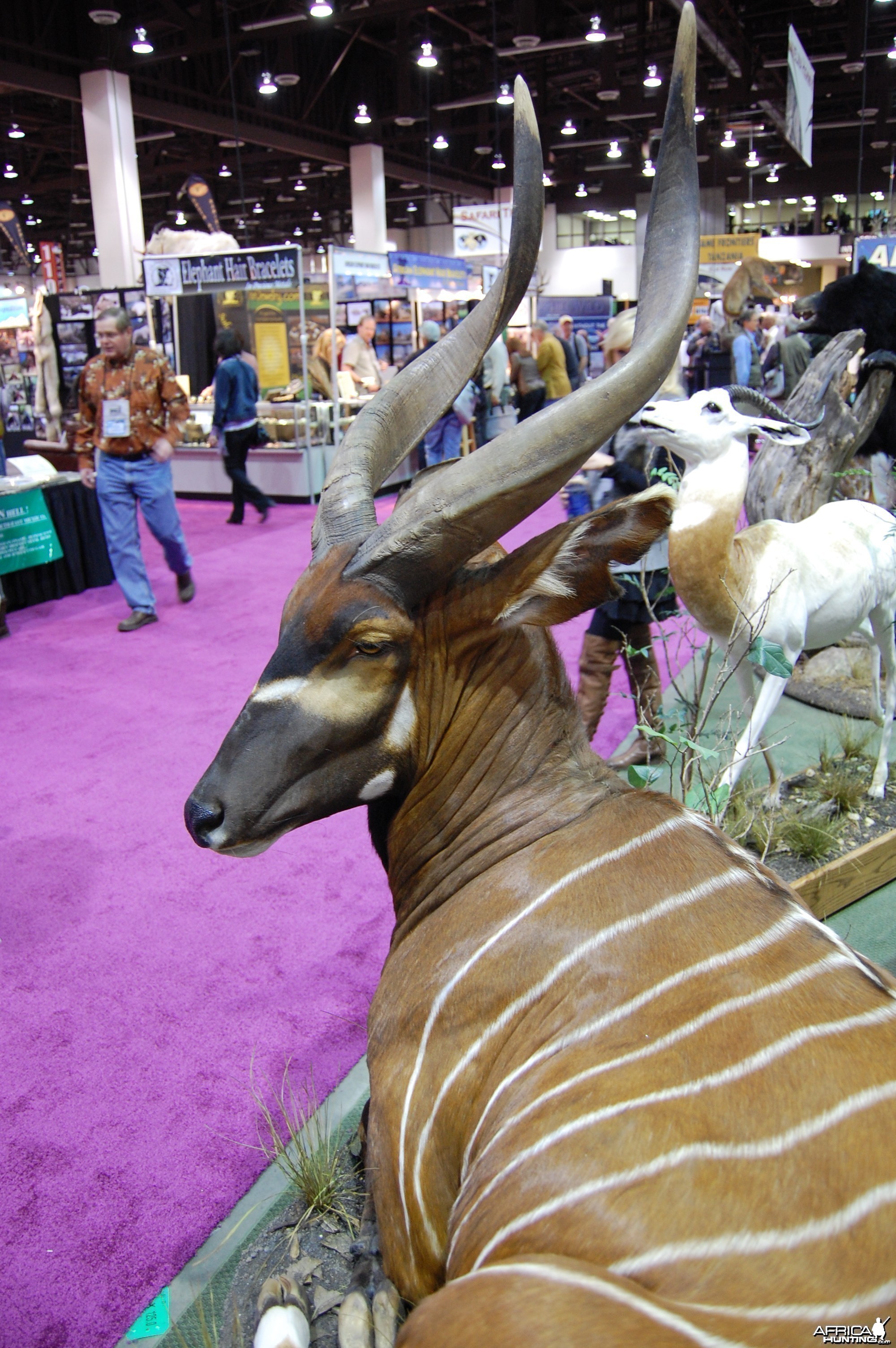 Taxidermy at Safari Club International Convention