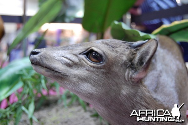 Taxidermy at Safari Club International Convention